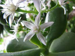 Jade Flower Jade Plant Care Jade Plants Popular House Plants