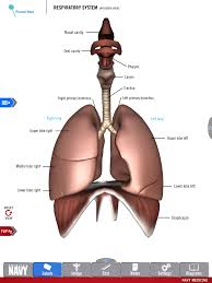 Us Navy Releases New 3 D Medical Study Aid App Respiratory System Respiratory Respiratory System Anatomy