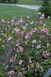 Image result for Glyphaea tomentosa