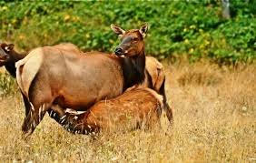 Roosevelt elk are the third largest land mammal in north america. Roosevelt Elk