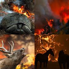 We are losing our homes. Xggtkrnnbpzxqm