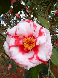 Adolphe Audisson Special Camellia Camellia Red Flowers Special