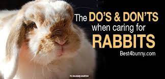 Rabbit Care The Do S Don Ts Of How To Look After Rabbits Today With Images Rabbit Care Pet Bunny Rabbit