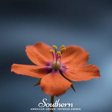 Image result for Anagallis serpens