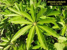 Image result for Alstonia
