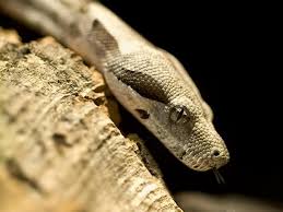 Die giftigsten schlangenarten der welt können menschen in minuten töten. Schlangen Als Haustier Halten Viel Arbeit Wenig Vergnugen Berlin De
