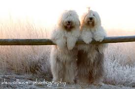 The word is followed in korean by either gae (meaning dog) or the suffix ee / i, but is also romanized as sapsaree. Hintergrundbilder Hund Wie Saugetier Hunderasse Sapsali Goldendoodle Komondor South Russian Ovcharka Fleischfresser Hund Kreuzungen Companion Dog Lagotto Romagnolo Briquet Griffon Vend En Petit Basset Griffon Vend En Livestock Guardian