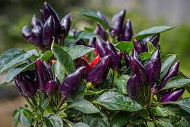 It has a touch of sweetness as well and a simmering mild heat that can get about as hot as a poblano pepper. How To Grow Ornamental Peppers Gardener S Path