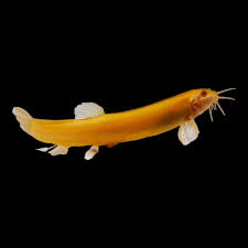 Dojo Loach Loach (Misgurnus Anguillicaudatus) Care Guide