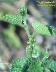 Image result for Tragia kirkiana