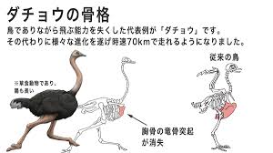 カメの甲羅はあばら骨」公式🦴 on X: 【書籍情報】 ダチョウの骨格： 鳥でありながら飛ぶ能力を失くした代表例が「ダチョウ」です。ダチョウは鳥の特徴である胸骨の竜骨突起が消失しています。そして、様々な進化を遂げ、時速70Kmで走れるようになりました。  骨 ...
