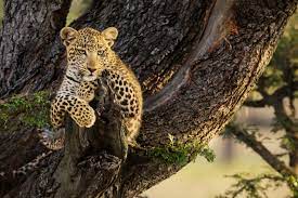 National Geographic Fine Art Galleries Col Wildlife Photography National Geographic National Geographic Photography National Geographic Photography Animals