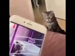 Kediye Kedi Sesi Dinletme Youtube