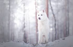 Simply choose a wallpaper that you like, then download the wallpaper and then use it as your background or screensaver. Wolf 4k Pc Desktop Wallpaper Hd 1080p 2k 4k 5k Hd Wallpapers Free Download Wallpaper Flare