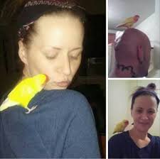 Lost peach face bird in Edmonton