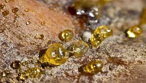 Reçine lekesi nasıl çıkar ? Kumastan Cam Sakizi Lekesi Nasil Cikar Haber Sizseniz Haber Sizseniz