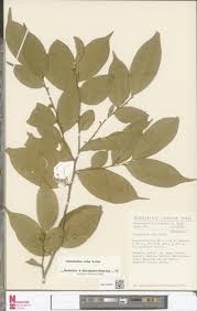 Image result for Carpolobia