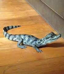 G O S Baby Crocodile Pets Weird Animals Bored At Work