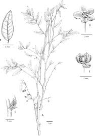 Image result for Phyllanthus hutchinsonianus