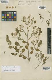 Image result for Securidaca welwitschii