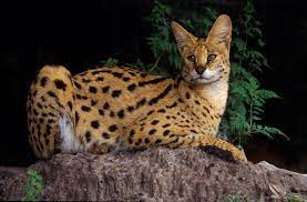 Epingle Sur Big Cats