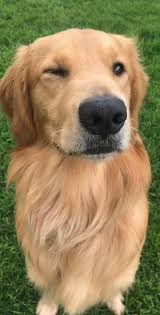 Pin Em Favorite Dog Pics
