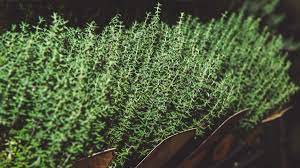 Successfully planting thyme, whether indoors or outdoors, is relatively easy as it is a hardy herb that can flourish under most natural conditions. How To Grow Thyme Thyme Plants Kellogg Garden Organics