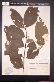 Image result for Holarrhena floribunda