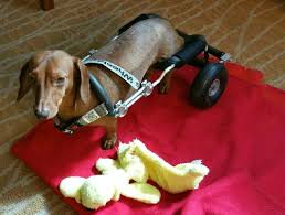 We take pride in providing efficient and personal service, honesty and reliability. Dachshund Rescue Of South Florida Archives Joyful Paws