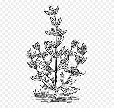 Check spelling or type a new query. Spearmint Herbaceous Plant Drawing Coloring Book Plants Spearmint Coloring Page Hd Png Download 476x750 4545413 Pngfind