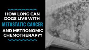However, if surgery is possible and the tumors are completely removed, a total remission may be recorded. How Long Can Dogs Live With Metastatic Cancer And Metronomic Chemotherapy Vlog 105