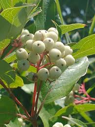 Image result for Cornaceae