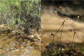Image result for Utricularia subulata