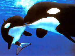 Image result for whale pictures