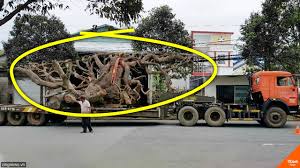 Penampakan dewa uang kulit jeruk menyerupai dewa krisna gemparkan warga Penampakan Dewa Kalau Tidak Percaya Tidak Usah Lihat Ini Pernah Bikin Heboh Warganet Ytcrash Youtube
