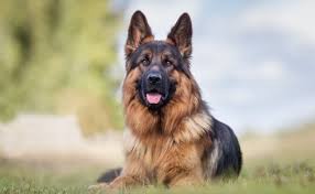 Great Pyrenees German Shepherd Mix The Majestic Lion Perfect Dog Breeds