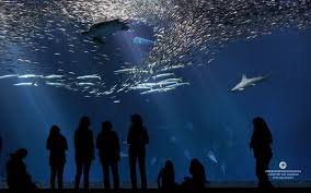 Outer Bay Exhibit At The Monterey Bay Aquarium Montereybayaquarium Org Monterey Bay Aquarium Places To Visit Monterey Bay