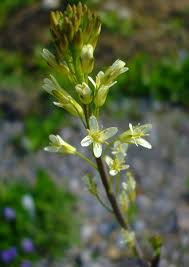 Image result for Turritis glabra