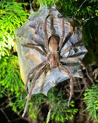 Image result for Sacciolepis rigens