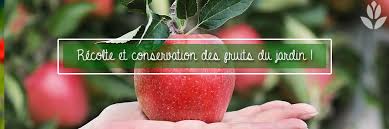 Comment Quand Recolter Et Conserver Les Fruits Des Fruitiers Du Jardin