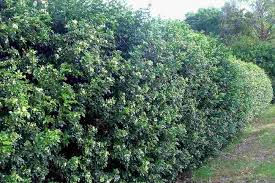Image result for Motandra paniculata