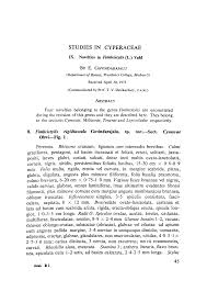 Image result for Fimbristylis scabrida