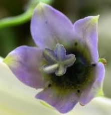 Image result for Wahlenbergia subaphylla