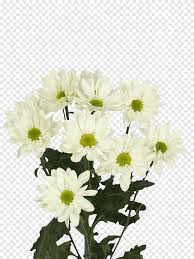 Bunga krisan putih (kecil) di tokopedia ∙ promo pengguna baru ∙ cicilan 0% ∙ kurir instan. Krisan Prosecco Oxeye Daisy Transvaal Daisy Bunga Krisan Putih Tanaman Herba Bunga Tiruan Png Pngegg