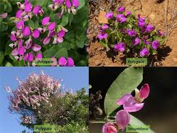 Image result for Polygalaceae