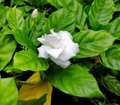 Image result for Tabernaemontana odoratissima