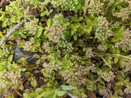 Image result for Polycarpon tetraphyllum