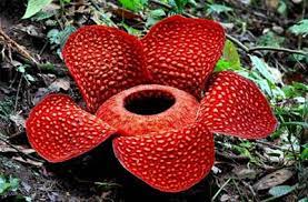 Jauh lebih tinggi dari flora yang ada di afrika dan amerika. Persebaran Flora Dan Fauna Di Indonesia Beserta Gambarnya Contoh