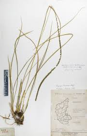 Image result for Tripogon