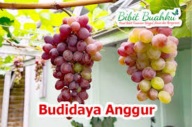 Namun sebelum itu kami akan tanaman anggur tidak dapat tumbuh pada lokasi yang tergenang oleh air, namun tanaman anggur tetap membutuhkan air dari mulai tanam sampai. Update 3 Cara Budidaya Anggur Cepat Berbuah Bibit Buahku